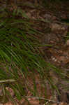 Ravine sedge